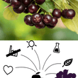 Laden Sie das Bild in den Galerie-Viewer, Aroniasaft - Aronia Direktsaft - Naturtrüb - Qualität