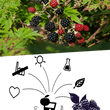 Laden Sie das Bild in den Galerie-Viewer, Brombeersaft - Brombeere Direktsaft Naturtrüb - Qualität