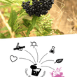 Laden Sie das Bild in den Galerie-Viewer, Holunderbeersaft - Holunderbeeren Direktsaft Naturtrüb - Qualität