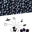 Laden Sie das Bild in den Galerie-Viewer, Johannisbeersaft - Schwarze Johannisbeere Direktsaft Naturtrüb - Qualität