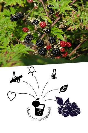 Brombeersaft - Brombeere Direktsaft Naturtrüb - Qualität