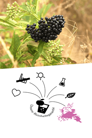 Holunderbeersaft - Holunderbeeren Direktsaft Naturtrüb - Qualität